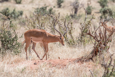 Side view of horse standing on land