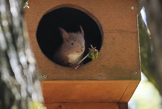 animal themes, animal, rodent, mammal, animal wildlife, one animal, vertebrate, animals in the wild, no people, close-up, wood - material, day, squirrel, focus on foreground, tree, insect, nature, outdoors, animal body part, animal head, whisker