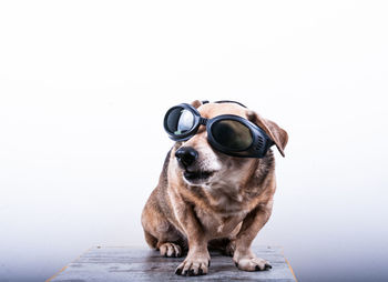 Dog wearing sunglasses while sitting against white background
