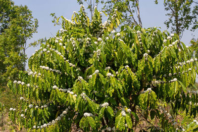 Low angle view of fresh green plants