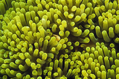 A skunk anemonefish (amphiprion akallopisos) in a host anemone