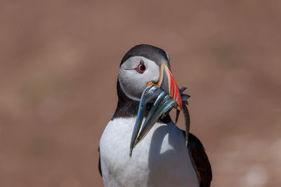 Close-up of bird carrying fishes in mouth