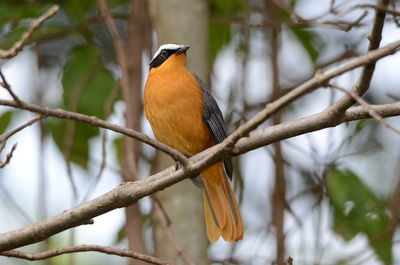 Close-up of bird perching on branch