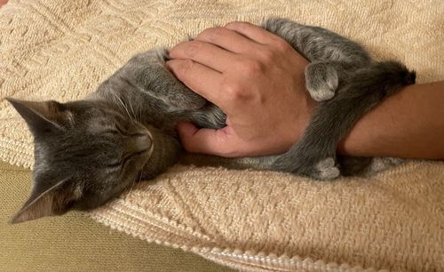 Close-up of cat lying on bed at home
