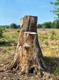 Close-up of tree stump on field