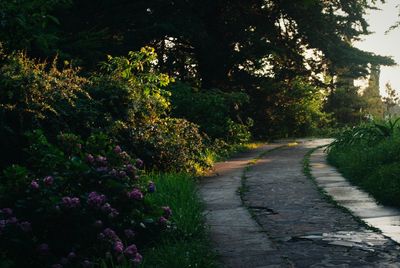 Footpath along trees