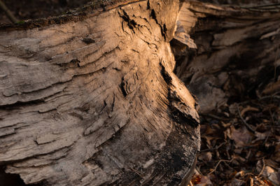 Close-up of tree trunk