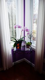 Potted plants on window sill