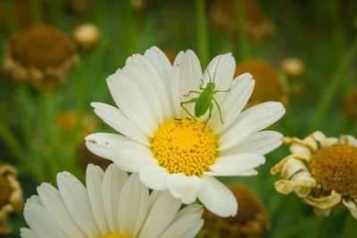 Close-up of white daisy flower