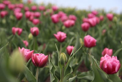 Close-up of pink tulips