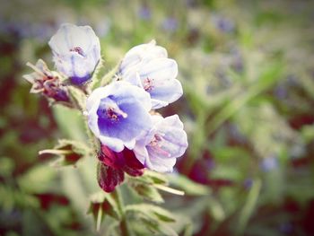 Close-up of purple flowers