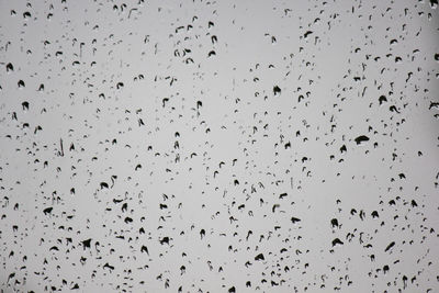 Low angle view of birds flying in sky