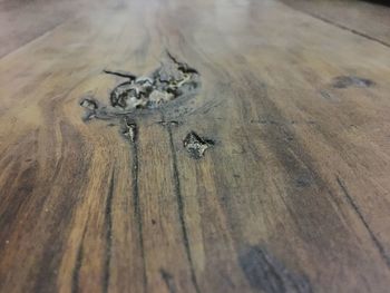 Close-up of lizard on table