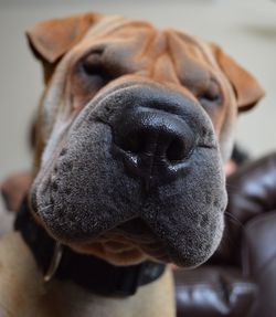 Low angle portrait shar-pei at home