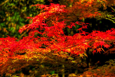 Close-up of red maple leaves on tree