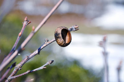 Close-up of dried acorn cap on branch