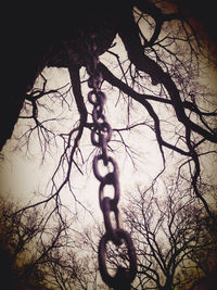 Bare trees against sky