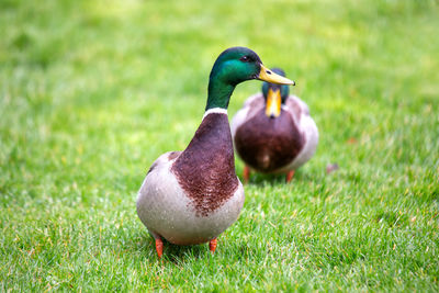 Close-up of duck on grassy field