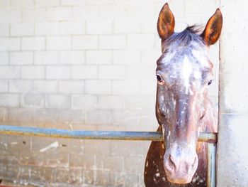 Portrait of horse in stable