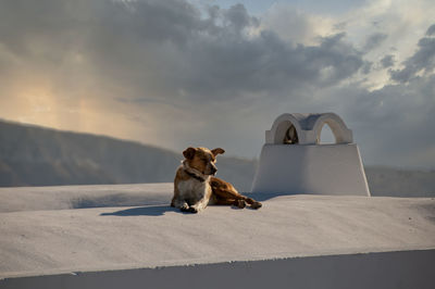A cute dog on the white roof of a house, observing the view in oia, greece. 