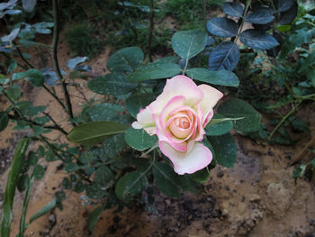Close-up of rose