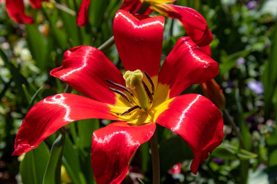 Close-up of red tulip