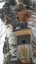 Squirrel on tree trunk