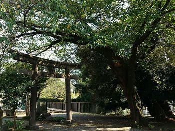 Trees in a park