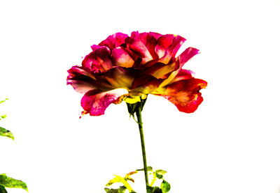 Close-up of flower against white background