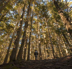 Rear view of man standing by trees in forest
