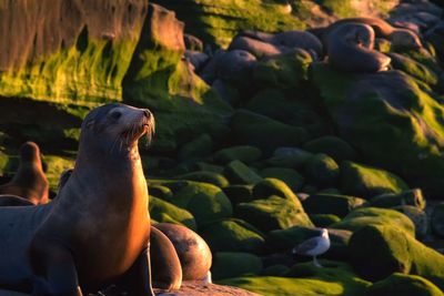 Close-up of birds perching on rock formation
