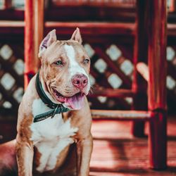 Close-up portrait of dog
