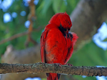 Close-up of cardinal perching on branch