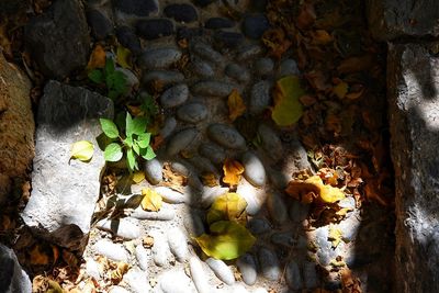 Close-up of plant growing on rock