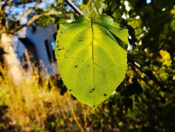 Close-up of green leaf