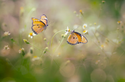 Close-up of butterfly pollinating on flower