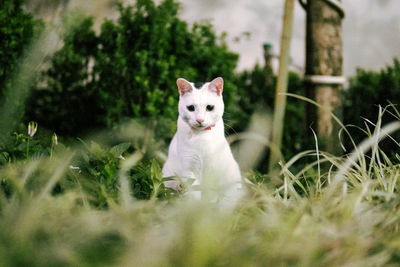 Portrait of white cat sitting in grass