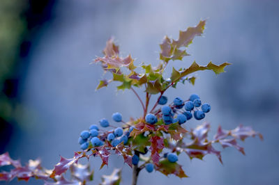 Close-up of cherry blossoms on tree