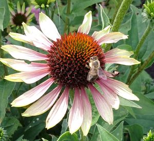 Close-up of insect on flower