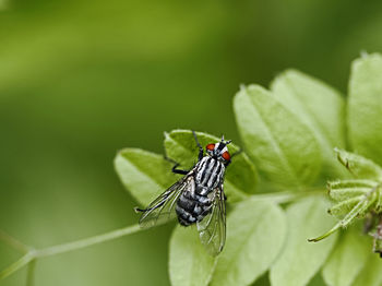 Close-up of fly on leaf