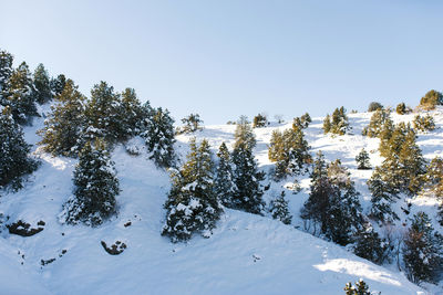 Hills covered with snow and forest in uzbekistan, tian shan. winter landscape in the mountains
