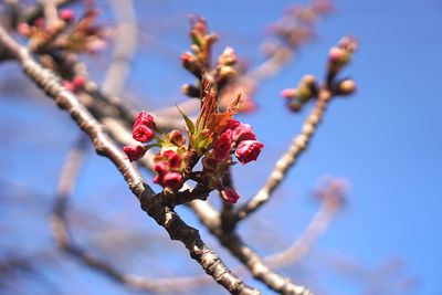 Low angle view of flowering plant