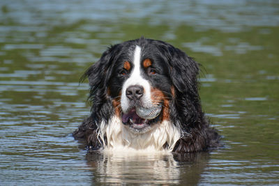 Close-up portrait of dog in water