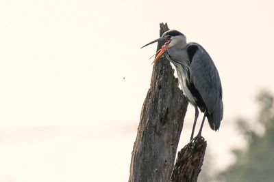 Gray heron perching on tree against clear sky
