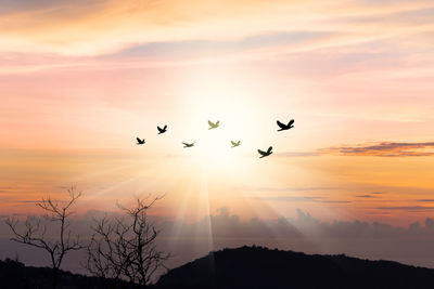 Silhouette birds flying in sky during sunset