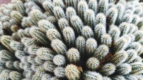 Full frame shot of succulent plant