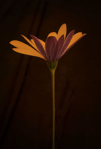 Close-up of flower over black background