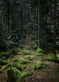 Trees in forest