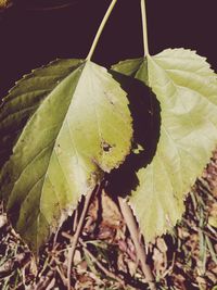 Close-up of leaves on plant in field