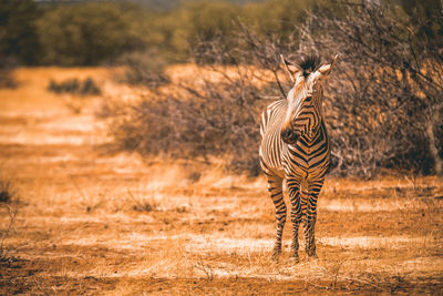 Zebra standing on field